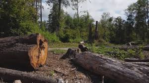 Seasonal Cleanup (Spring/Fall) in Tipton, CA